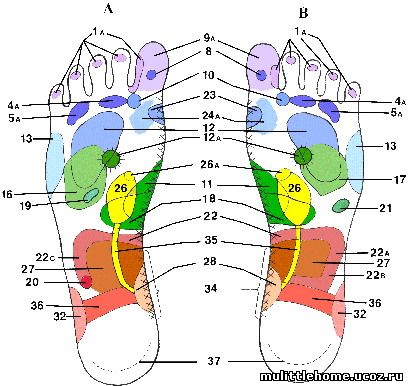 http://www.isra-trainings.com/images/bodies/map-foot.jpg